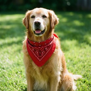 Red Bandana on a Golden Pup