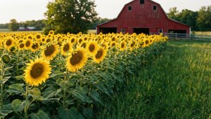 Red Barn Sunflowers
