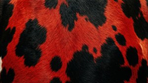 Red Black Drama