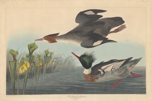 Red-breasted Merganser