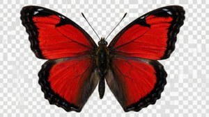 Red Butterfly PNG