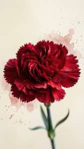 Red Carnation Elegance