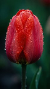 Red Dew Tulip