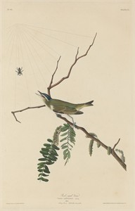 Red-Eyed Vireo
