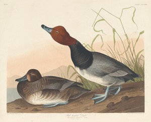 Red-Headed Duck