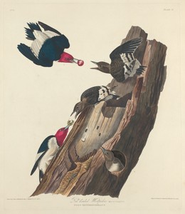 Red-headed Woodpecker