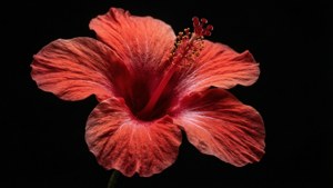 Red Hibiscus on Black