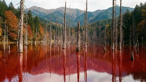 Red Lake Autumn Reflection