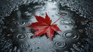Red Leaf Puddle