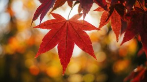 Red Maple Close-Up