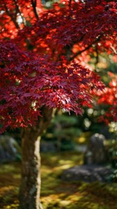 Red Maple Close-Up