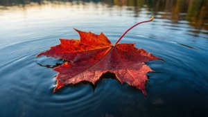 Red Maple on Blue