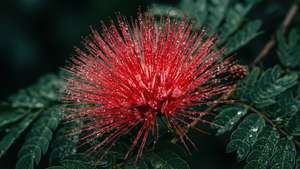 Red Mimosa Dew