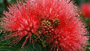 Red Mimosa Dew