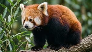 Red Panda on Branch
