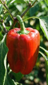 Red Pepper in Garden