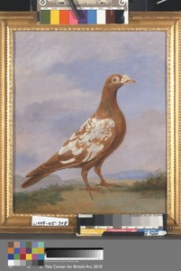 Red pied carrier