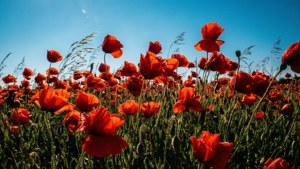 Red Poppy Field