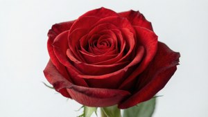 Red Rose Minimal