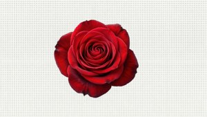 Red Rose on Dots