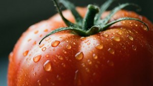 Red Tomato Macro