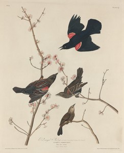 Red-winged Starling