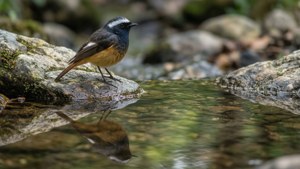 Redstart by the Stream