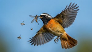 Redstart in Flight