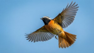 Redstart in Flight