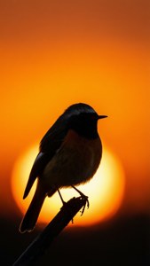Redstart Silhouette at Sunrise