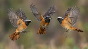 Redstarts Playful Chase