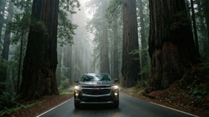 Redwood Fog Drive