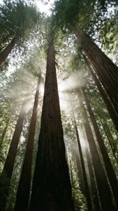 Redwood Forest Light