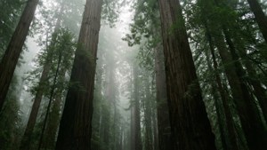 Redwood Forest Mist