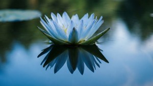 Reflected Lily