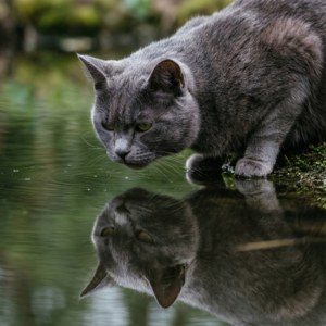 Reflection