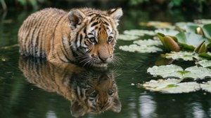 Reflection Cub