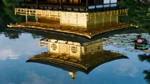 Reflections in Gold