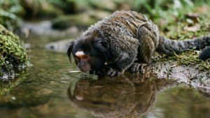 Refreshment at the Stream