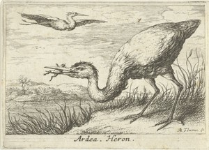 Reiger met kikker in de bek