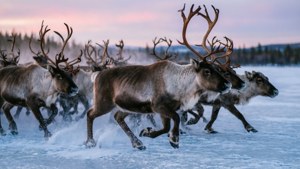 Reindeer Herd Running