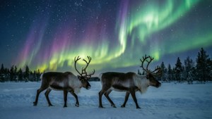Reindeer Under Aurora