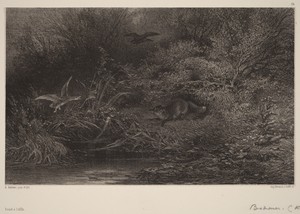 Renard à l'affût