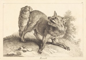 Renard (Fox)