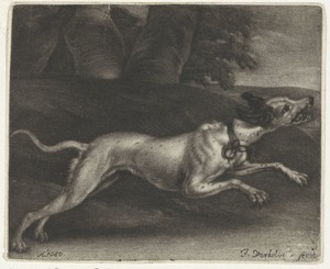 Rennende hond