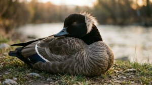 Restful River Goose