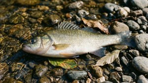Resting Bream on Riverbed