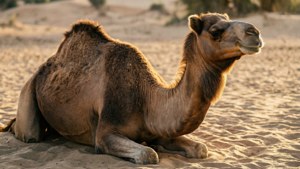 Resting Camel