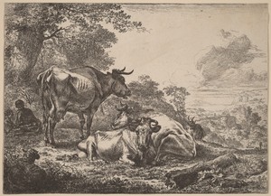 Resting Cows