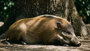 Resting Giant